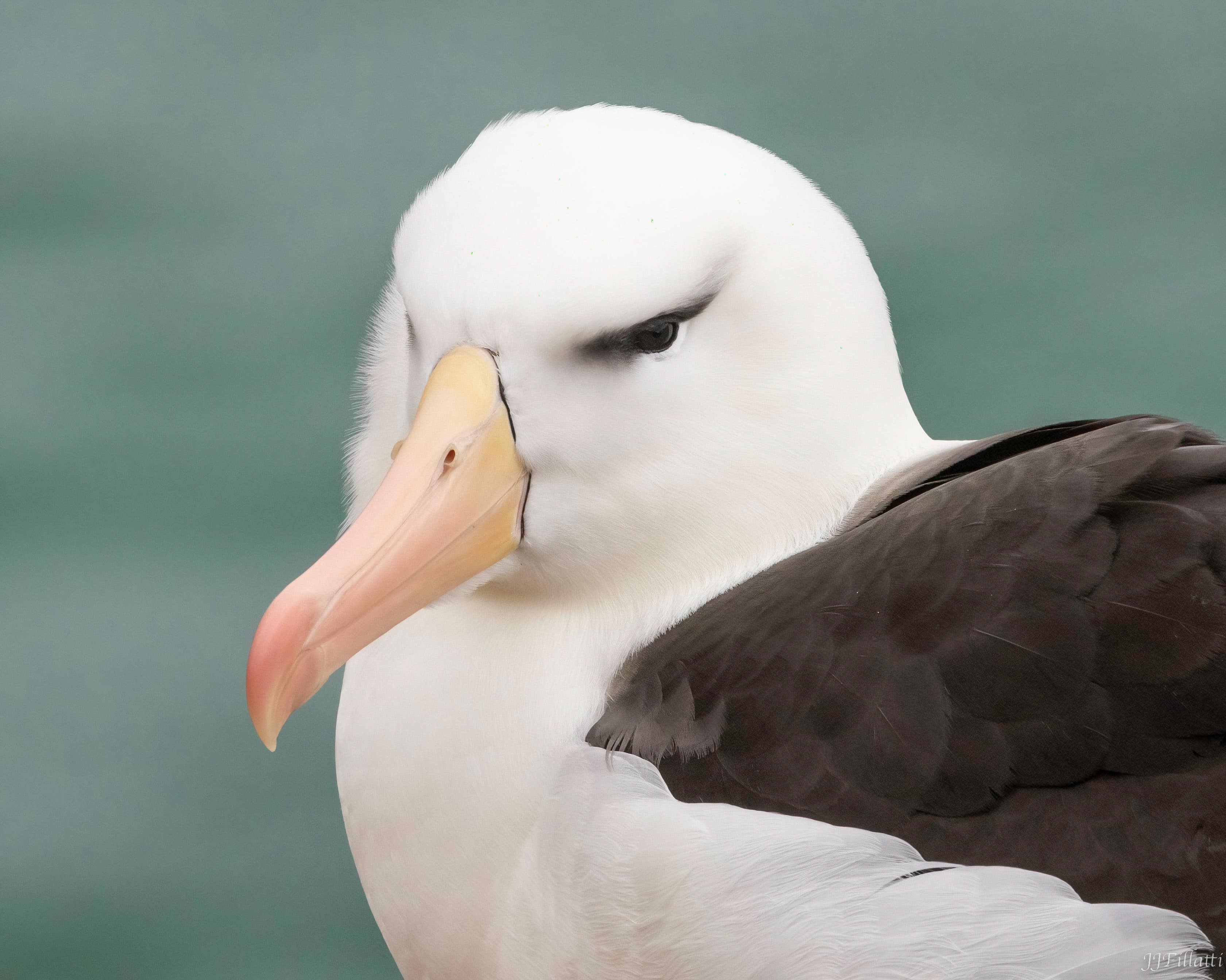 bird of the falklands image 95